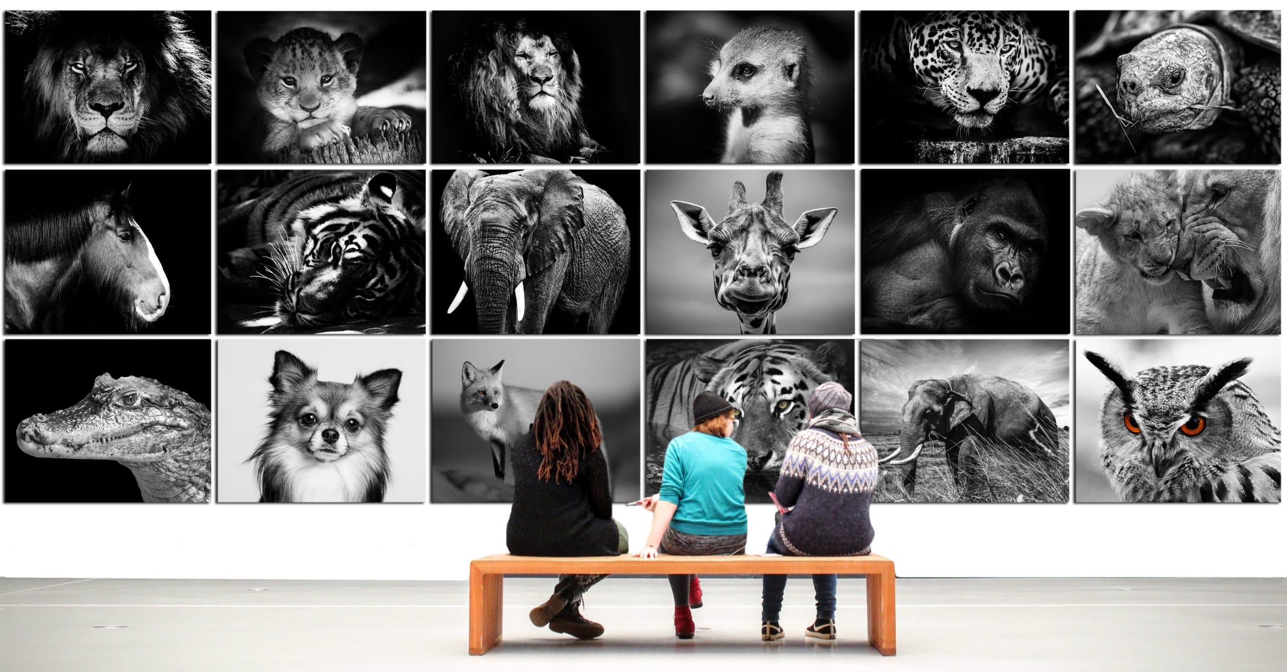 Multipotentialites